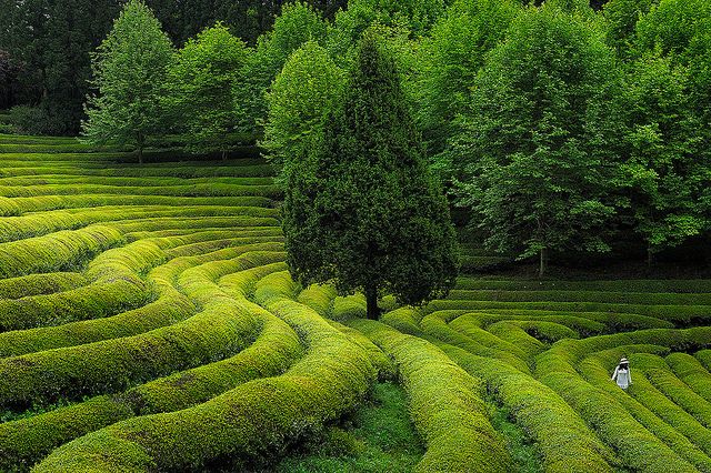 Green Tea Cultivation