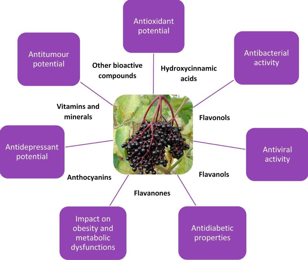 Proposed Potential Health Benefits of Elderberry (11).