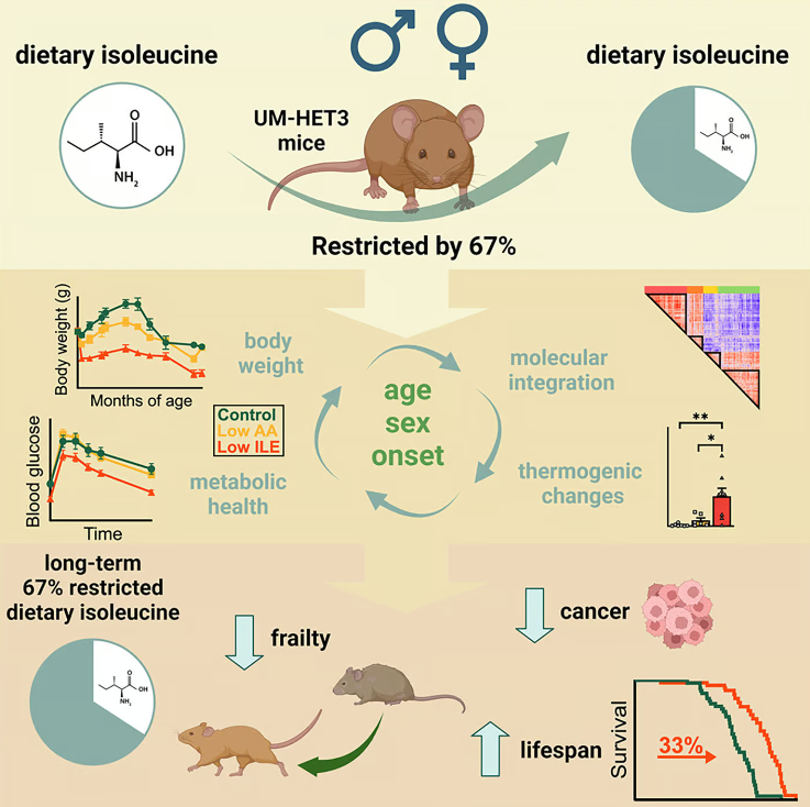 Restricting isoleucine intake by 67% produced a range of lifespan and health benefits to mice