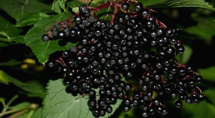 Elderberry